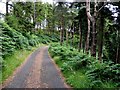 Forest road, Davagh Forest