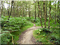 TQ2733 : Path, Tilgate Forest by Robin Webster
