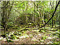 TQ2733 : Tangled woodland, Tilgate Forest by Robin Webster