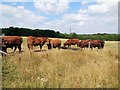 TQ6412 : Cows in field  near Herstmonceux by Paul Gillett