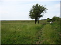 On Whitrigg Marsh