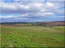 SE8494 : Levisham Moor View by Scott Robinson