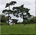 ST2181 : Straight conifer and bent conifer, Pentwyn, Cardiff by Jaggery