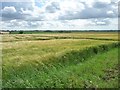 TF3165 : Barley field on a windy day by Christine Johnstone