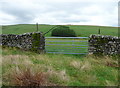 Gate from moorland to field