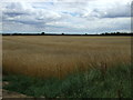 Crop field off the B1190