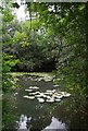 Hidden Pond by Daisyley Road