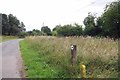 Verge Reserve Bustard Green