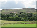 The valley of Grasslees Burn at Brockley Park