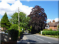 Copper beech, Horsham Road, Crawley