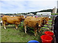 SH8070 : Limousin cattle by Richard Hoare