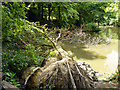 Fallen tree, pond in Goffs Park