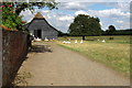 Geese at Manor Farm