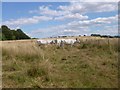 Magdalen Hill Down, cattle grazing