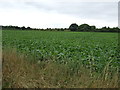 TF2259 : Crop field near Tattershall Thorpe by JThomas