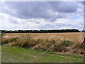 Woodland next to the railway