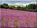 Field near Hattonburn Bridge