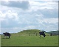SK1563 : Cows grazing by Gib Hill Tumulus by Neil Theasby