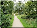 SJ8380 : Path through Lindow Common by David Dixon