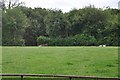 Teignbridge : Grassy Field