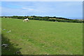 Sheep in field near Stibb