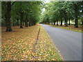 Limetree Avenue, Clumber Park