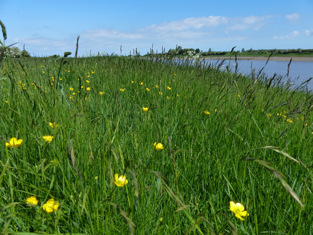 Grass and flowers along the River Great... © Mat Fascione cc-by-sa/2.0 ...