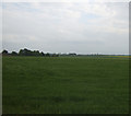 Crop field, Heckington