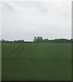 Crop field towards Lodge Farm