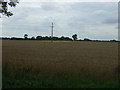 Crop field, Wildmore Fen