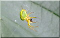Spider (Araniella curcurbitina)