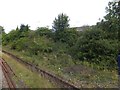 Overgrown platform at St Budeaux Victoria Road station