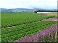 Field of potatoes near Montboy