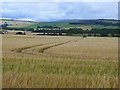 Field of barley near Findowrie