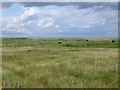 NZ2895 : Cattle on Hemscotthill Links by Russel Wills