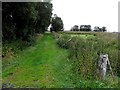 A grassy lane, Learden Lower