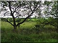 Tree, Learden Lower