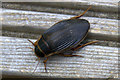 Great Diving Beetle (Dytiscus marginalis), Aviemore