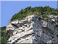 Peregrines, Grove Cliff, Portland