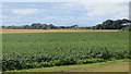 Potatoes, Cauldcots