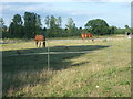 Horses seen from Dux Court Road