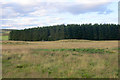 Woodland between Inzion and Newton, near Balintore