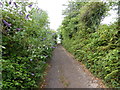 The bridle path between Hundleton and Orielton