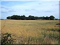 Trees surrounding a field on Ashridge Moor