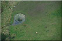 NO2026 : Horses in a field at Balmyre, near Rait, from the air by Mike Pennington