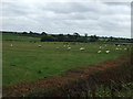 Grazing near Willoughby on the Wolds