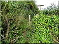 Overgrown junction of path from Hall Lane to Baines Bridge