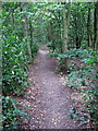 TL0441 : Footpath through the woods by Philip Jeffrey