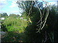 Allotments next to Long Ditton Cricket Club