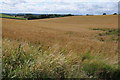 Barley field near Naseby